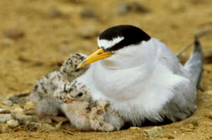 Family of Least Terns